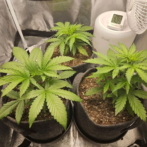 Northern Lights Automatic growlog timeline photo