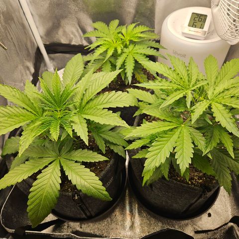 Northern Lights Automatic growlog timeline photo