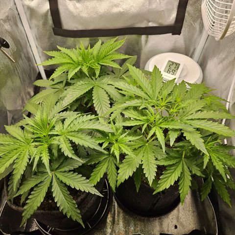 Northern Lights Automatic growlog timeline photo