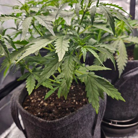 Northern Lights Automatic growlog timeline photo