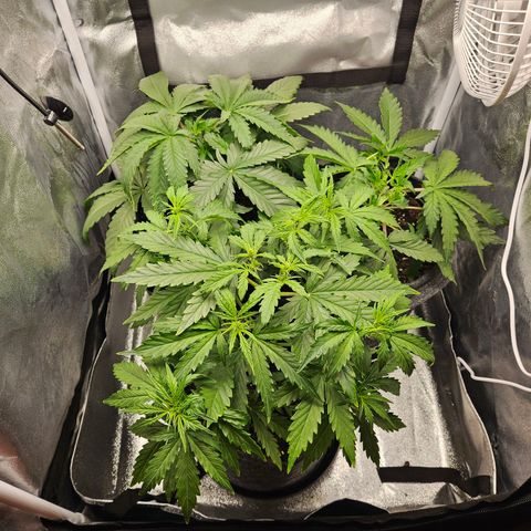 Northern Lights Automatic growlog timeline photo