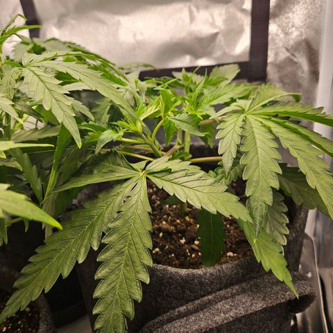 Northern Lights Automatic growlog timeline photo
