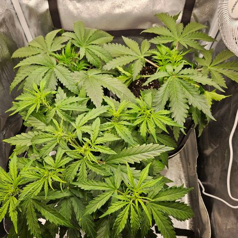 Northern Lights Automatic growlog timeline photo