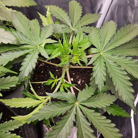 Northern Lights Automatic growlog timeline photo