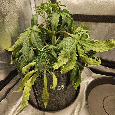 Northern Lights Automatic growlog timeline photo