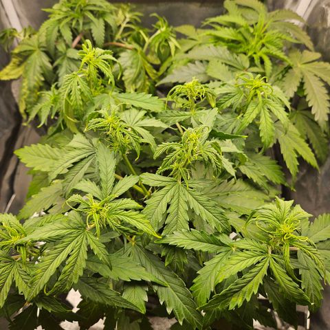 Northern Lights Automatic growlog timeline photo