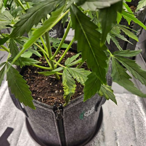 Northern Lights Automatic growlog timeline photo