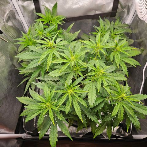 Northern Lights Automatic growlog timeline photo