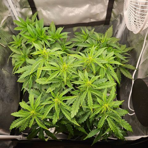 Northern Lights Automatic growlog timeline photo
