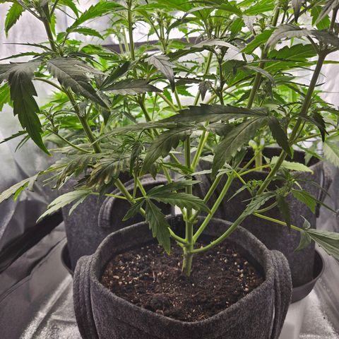 Northern Lights Automatic growlog timeline photo