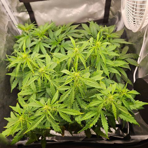Northern Lights Automatic growlog timeline photo
