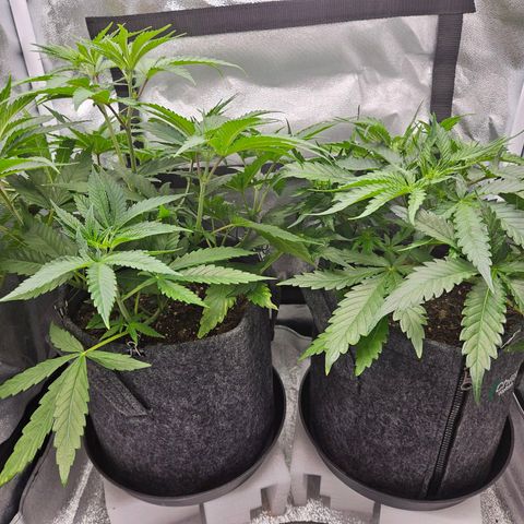Northern Lights Automatic growlog timeline photo