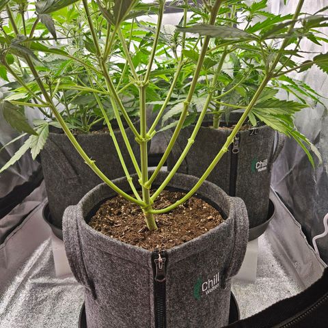 Northern Lights Automatic growlog timeline photo