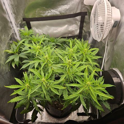 Northern Lights Automatic growlog timeline photo