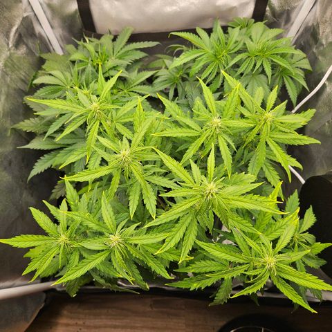 Northern Lights Automatic growlog timeline photo