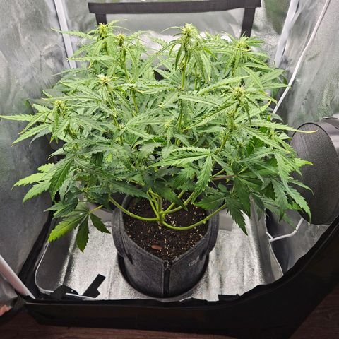 Northern Lights Automatic growlog timeline photo