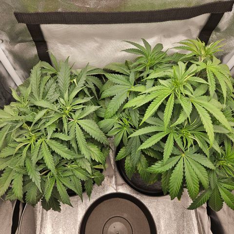 Northern Lights Automatic growlog timeline photo