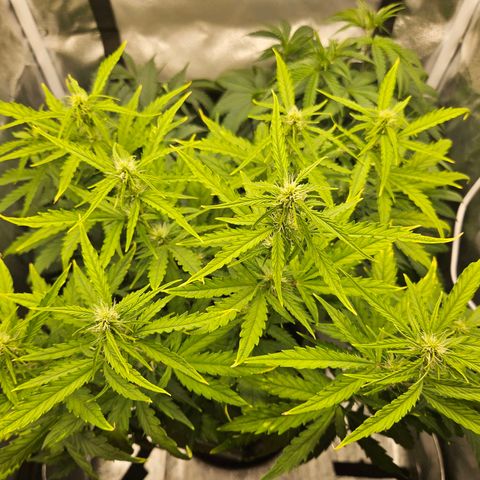 Northern Lights Automatic growlog timeline photo