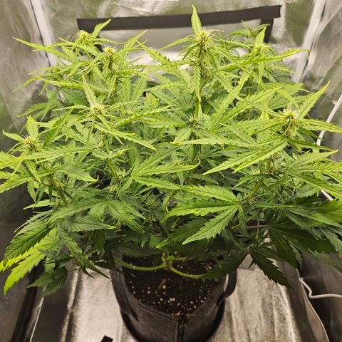 Northern Lights Automatic growlog timeline photo