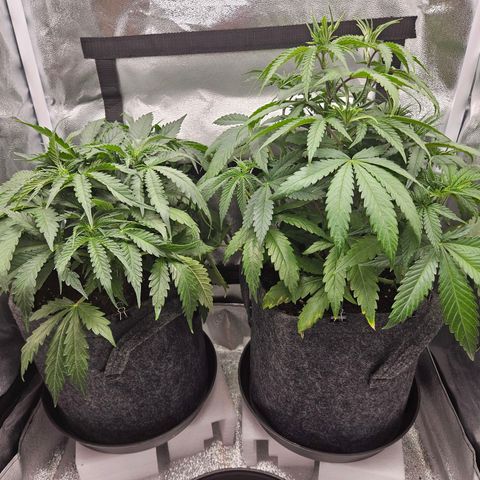 Northern Lights Automatic growlog timeline photo