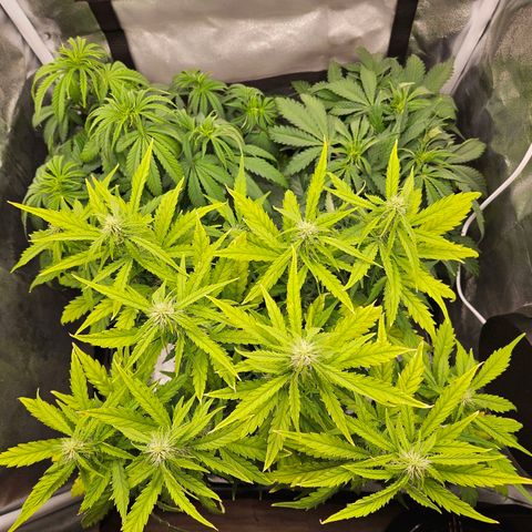 Northern Lights Automatic growlog timeline photo