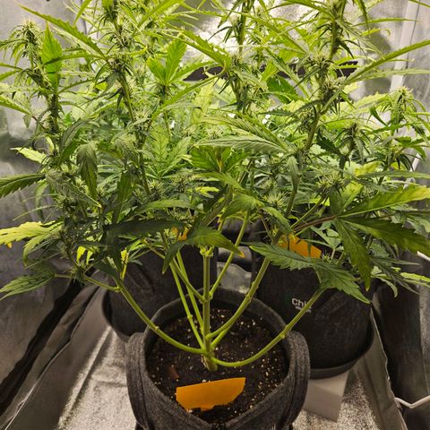 Northern Lights Automatic growlog timeline photo
