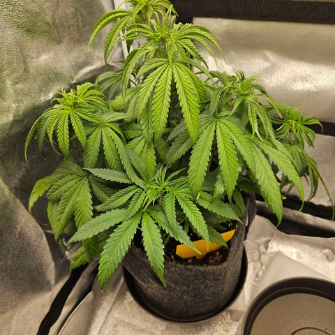 Northern Lights Automatic growlog timeline photo