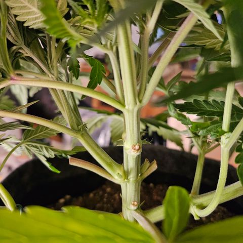 Northern Lights Automatic growlog timeline photo