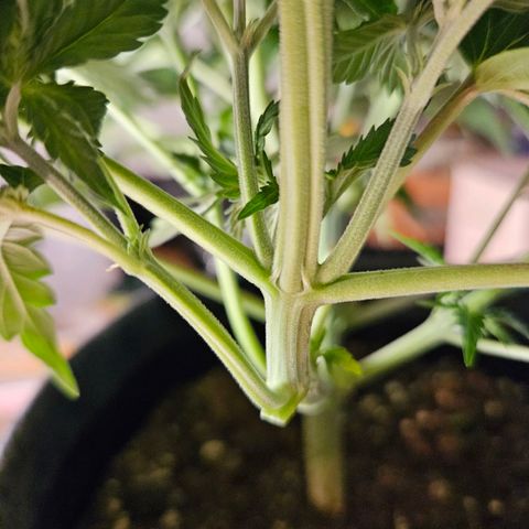 Northern Lights Automatic growlog timeline photo