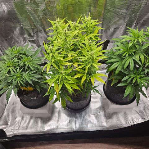 Northern Lights Automatic growlog timeline photo