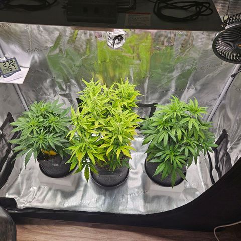Northern Lights Automatic growlog timeline photo