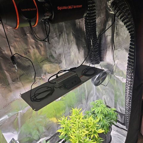 Northern Lights Automatic growlog timeline photo