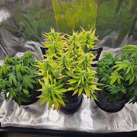 Northern Lights Automatic growlog timeline photo