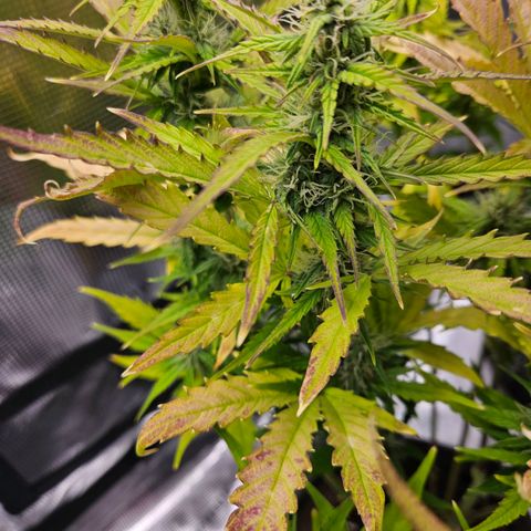 Northern Lights Automatic growlog timeline photo