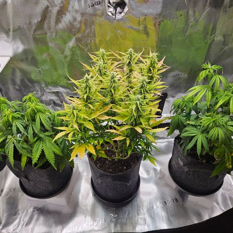 Northern Lights Automatic growlog timeline photo