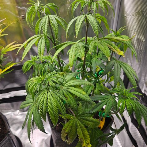 Northern Lights Automatic growlog timeline photo