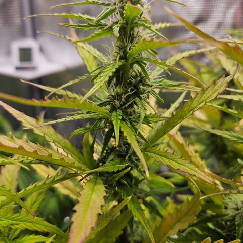 Northern Lights Automatic growlog timeline photo