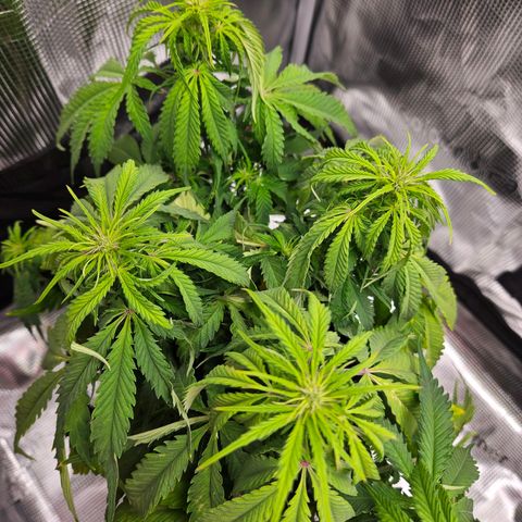 Northern Lights Automatic growlog timeline photo