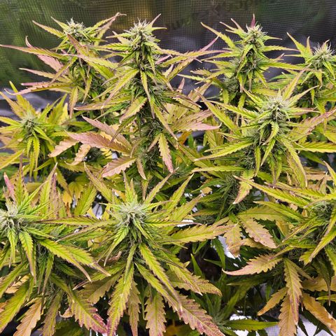 Northern Lights Automatic growlog timeline photo