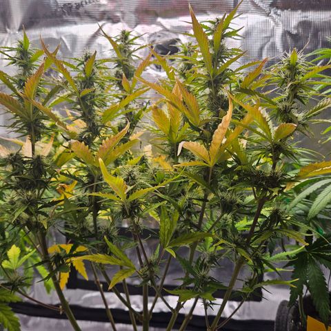 Northern Lights Automatic growlog timeline photo