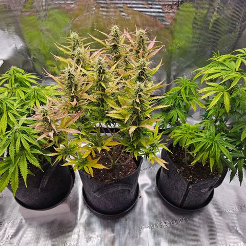 Northern Lights Automatic growlog timeline photo