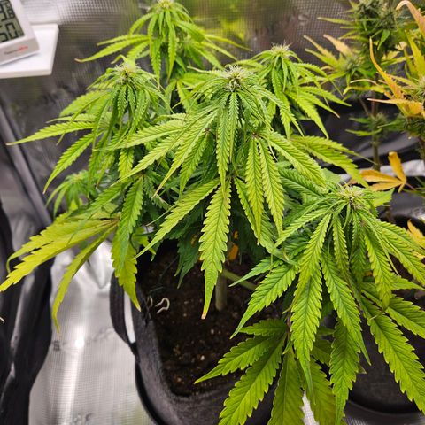 Northern Lights Automatic growlog timeline photo