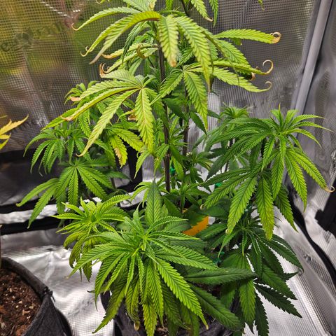 Northern Lights Automatic growlog timeline photo
