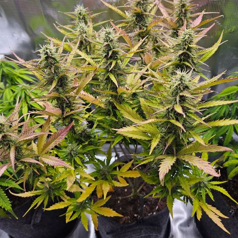 Northern Lights Automatic growlog timeline photo