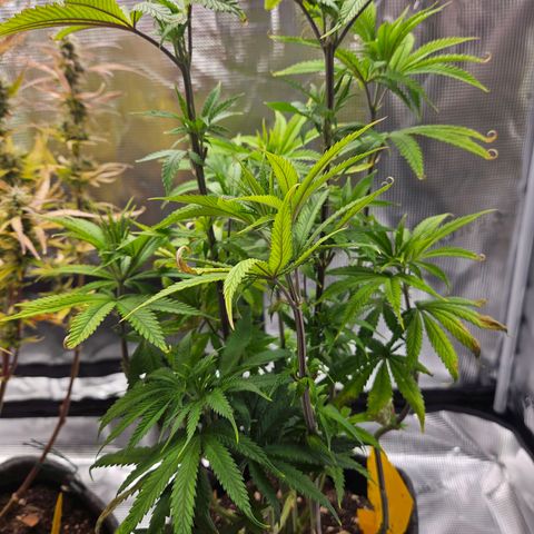 Northern Lights Automatic growlog timeline photo