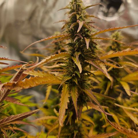 Northern Lights Automatic growlog timeline photo