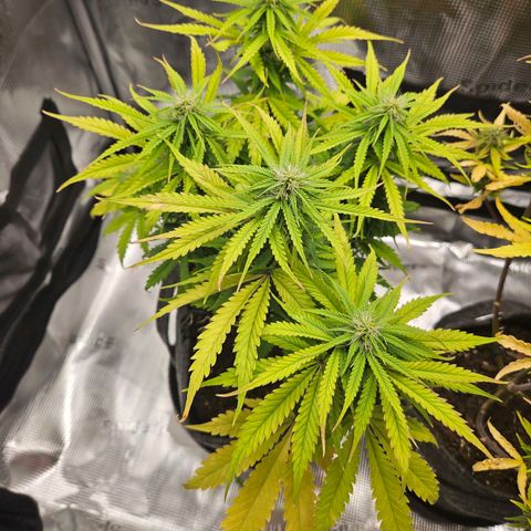 Northern Lights Automatic growlog timeline photo