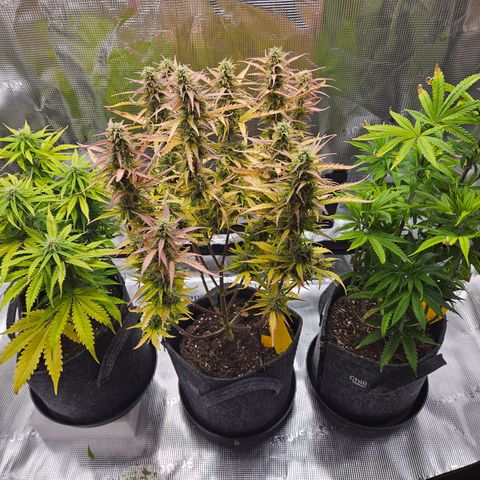 Northern Lights Automatic growlog timeline photo
