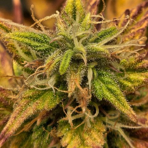 Northern Lights Automatic growlog timeline photo