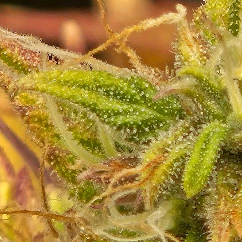 Northern Lights Automatic growlog timeline photo